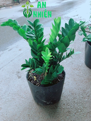 Kim Tiền Size Lớn 50-60cm
