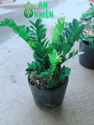 Kim Tiền Size Lớn 50-60cm
