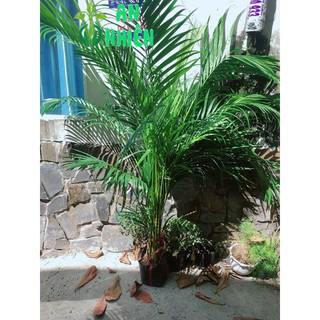 Bụi Cau Kiểng Cao Trên 1m (chỉ giao hoả tốc)