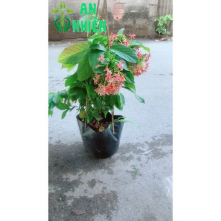 Dây Sử Quân Tử (Trang Leo)