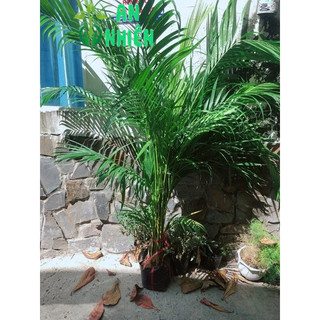 Bụi Cau Kiểng Cao Trên 1m (chỉ giao hoả tốc)