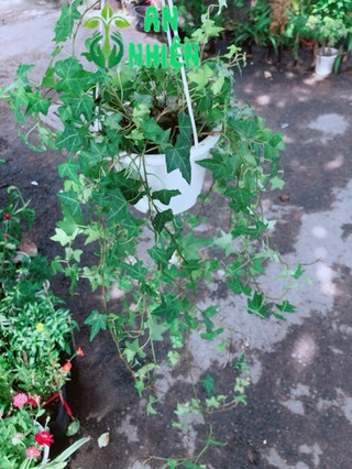 Chậu Cây Thường Xuân
