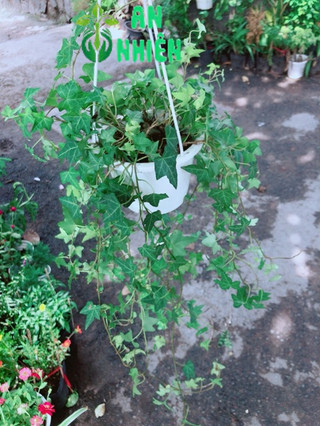Chậu Cây Thường Xuân