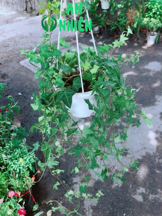 Chậu Cây Thường Xuân