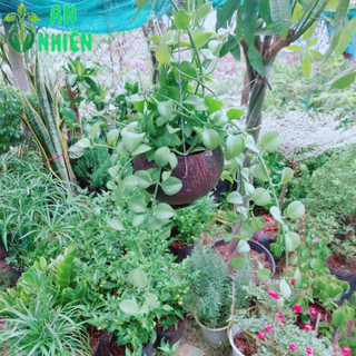 Đô La Dây Treo Đẹp