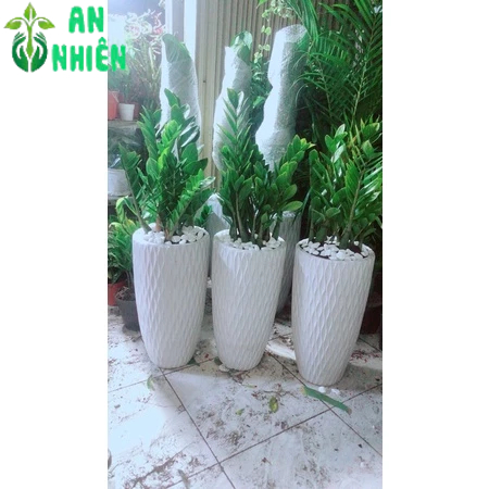 Chậu Kim Tiền (Phát tài) cao 80cm