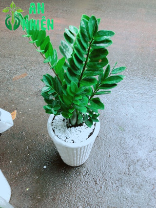 Chậu Kim Tiền (Phát tài) cao 80cm
