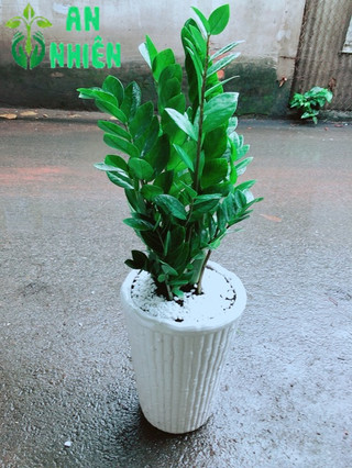 Chậu Kim Tiền (Phát tài) cao 80cm