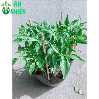 Bụi Ớt Xiêm