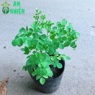 Một Chậu Chùm Ngây