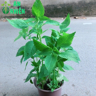 Chậu Cây Rau Kinh Giới
