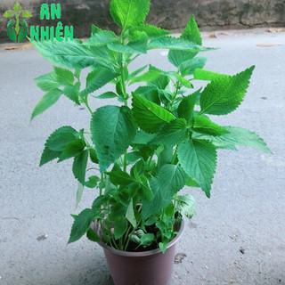 Chậu Cây Rau Kinh Giới