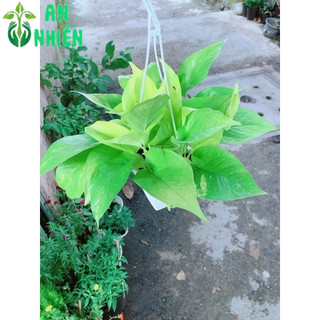 Trầu Bà Thái Vàng Size Nhỏ Treo Gọn đẹp