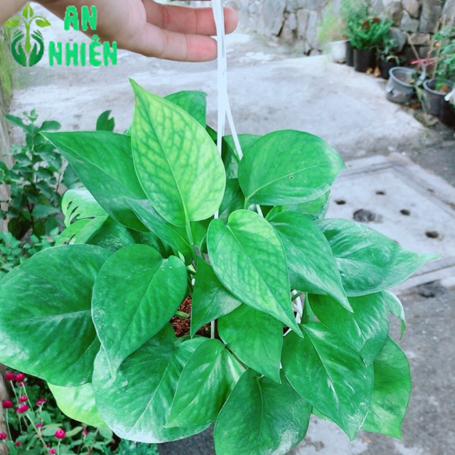 Trầu Bà Thái Xanh