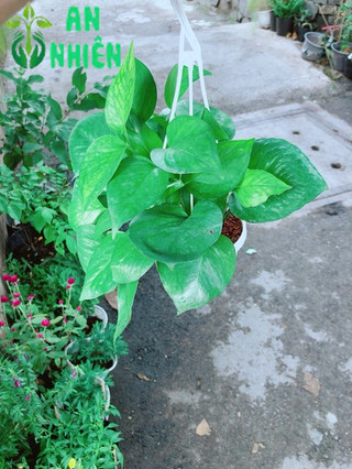 Trầu Bà Thái Xanh