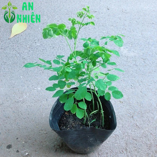 Một Chậu Chùm Ngây