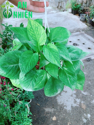 Trầu Bà Thái Xanh