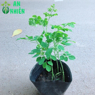 Một Chậu Chùm Ngây