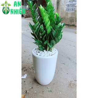 Chậu Cây Kim Tiền Tặng Khai Trương