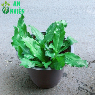 Chậu Cây Rau Ngò Gai