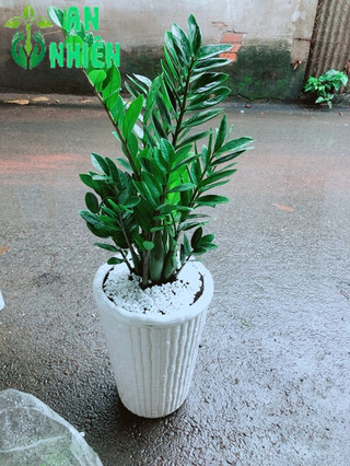 Chậu Kim Tiền (Phát tài) cao 80cm