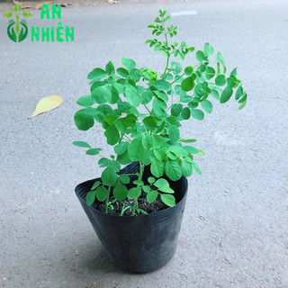 Một Chậu Chùm Ngây