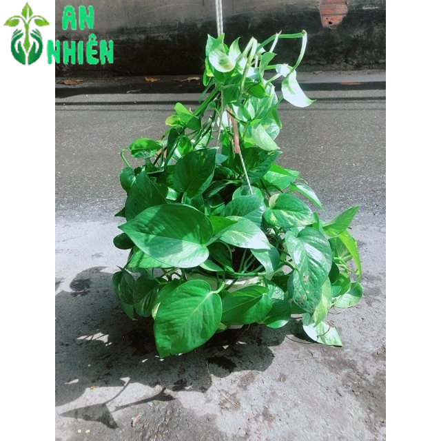 Trầu Bà Thái Xanh
