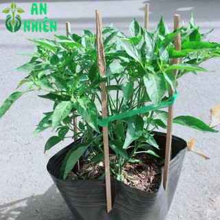 Bụi Ớt Xiêm