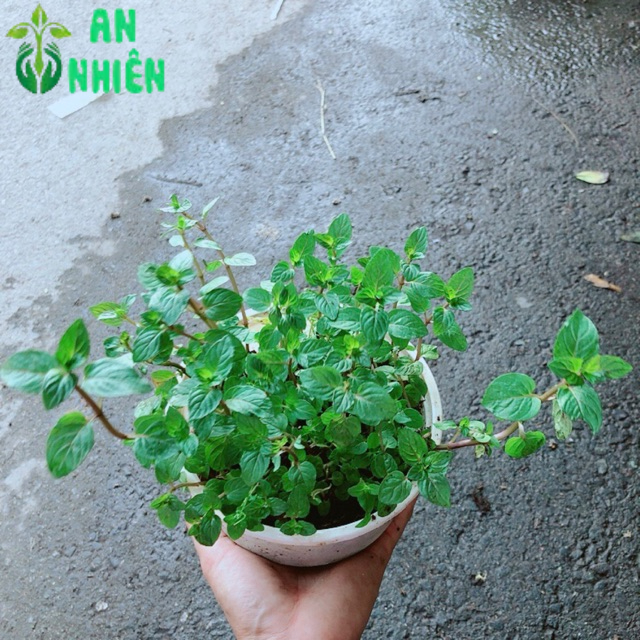 Cây Bạc Hà Doubemint