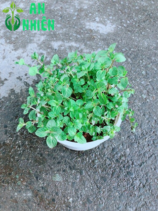 Cây Bạc Hà Doubemint