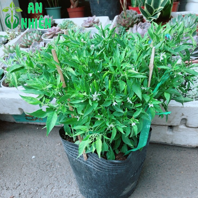Bụi ớt hiểm