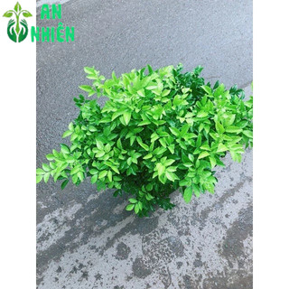 Cây Nguyệt Quế Bụi Lớn