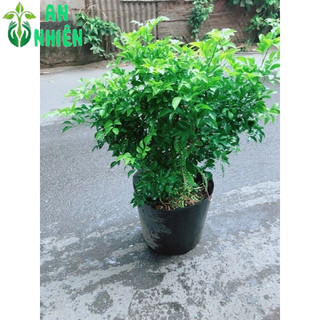 Cây Nguyệt Quế Bụi Lớn