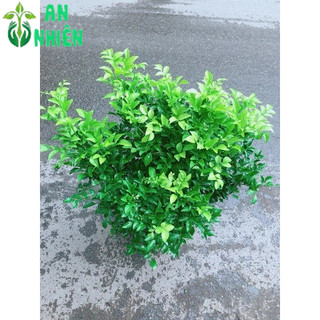 Cây Nguyệt Quế Bụi Lớn