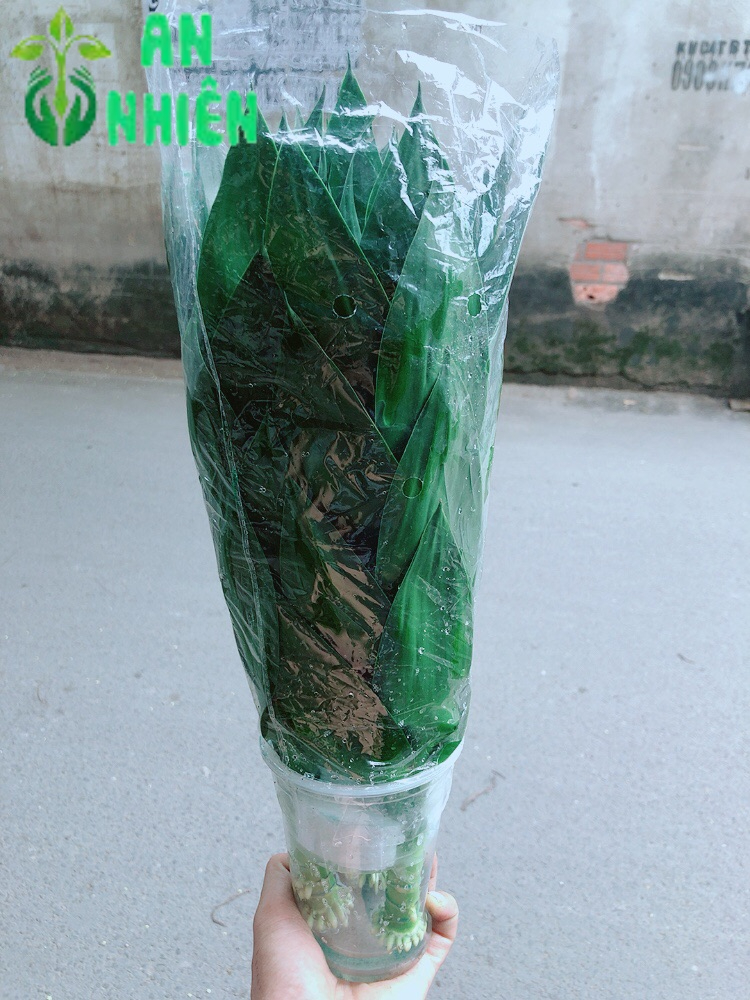 Phát Tài Búp Sen