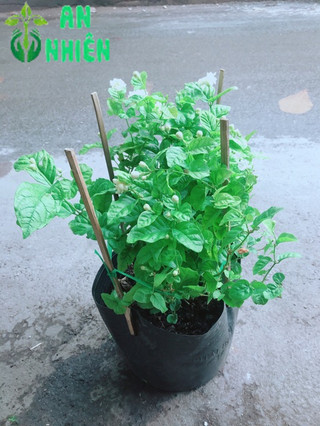 Hoa Nhài Thơm (có sẵn hoa)
