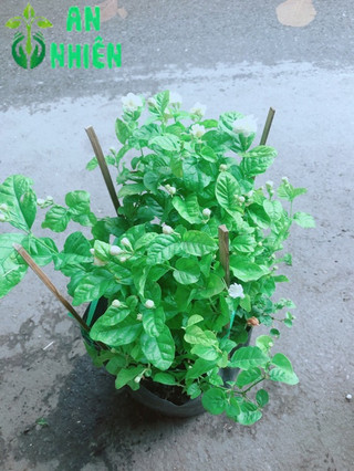 Hoa Nhài Thơm (có sẵn hoa)