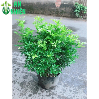 Cây Nguyệt Quế Bụi Lớn