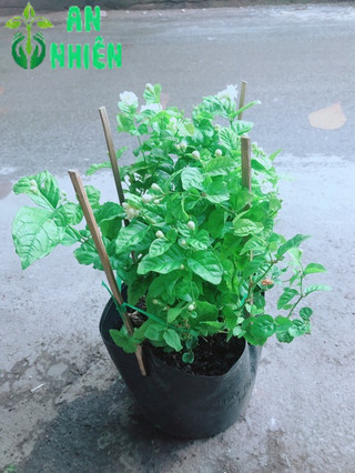 Hoa Nhài Thơm (có sẵn hoa)