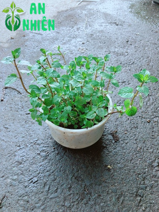 Cây Bạc Hà Doubemint