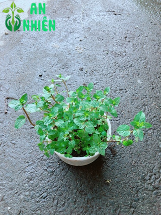 Cây Bạc Hà Doubemint