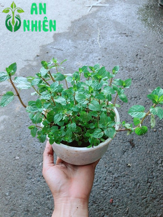 Cây Bạc Hà Doubemint