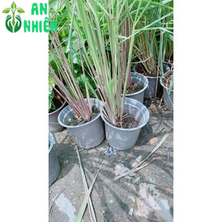 Chậu Sả Thái
