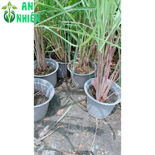 Chậu Sả Thái