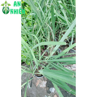 Chậu Sả Thái