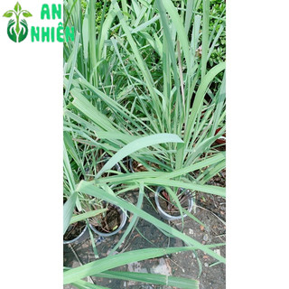 Chậu Sả Thái