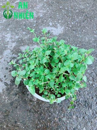 Cây Bạc Hà Doubemint