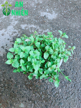 Cây Bạc Hà Doubemint