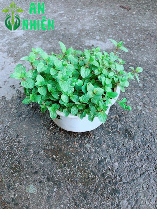 Cây Bạc Hà Doubemint