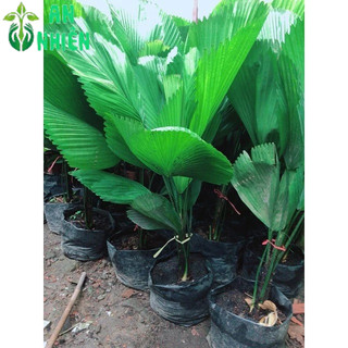 Cây Cọ Nhật (kẹ nhật)
